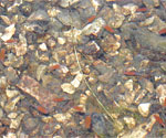 Chirocephalous Marchesonii