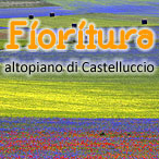 Fioritura Castelluccio 2015