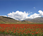Fioritura Castelluccio di Norcia