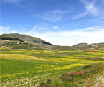 Fioritura Castelluccio di Norcia