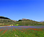 Fioritura Castelluccio di Norcia
