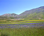Fioritura Castelluccio di Norcia