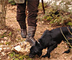 nero norcia mostra mercato tartufo sagra