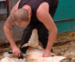 Tosatura pecore Norcia