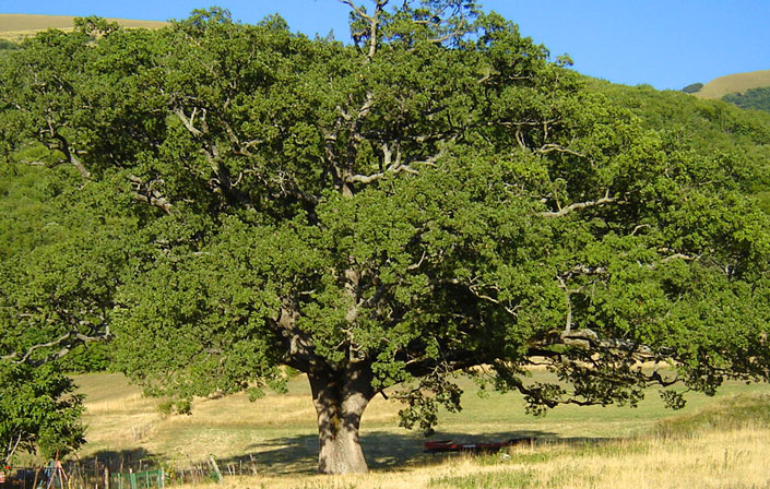 Quercia di Nottoria Norcia