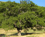 Quercia di Nottoria a Norcia