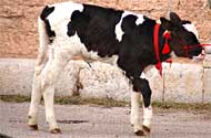 Sant'Antonio Abate a Norcia