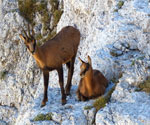 Ciaspole Neve Ciaspolata